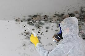 Best Mold Damage Restoration  in Nazareth, PA